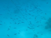 Fischschwarm