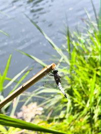 IMG_20250619_132543.jpg