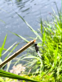 IMG_20250619_132545.jpg