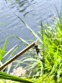 IMG_20250619_132548.jpg