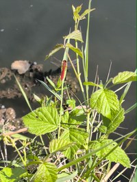 IMG_20250619_160003.jpg