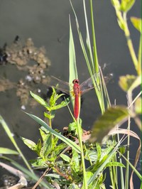 IMG_20250619_160018.jpg