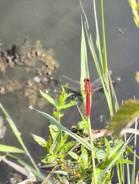IMG_20250619_160026.jpg