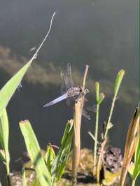 IMG_20250619_160035.jpg