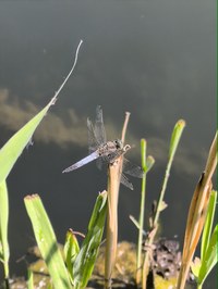 IMG_20250619_160038.jpg