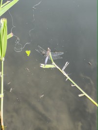 IMG_20250619_160115.jpg