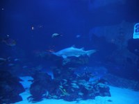 P1130298-1.jpg