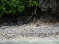 P1120872-1.jpg