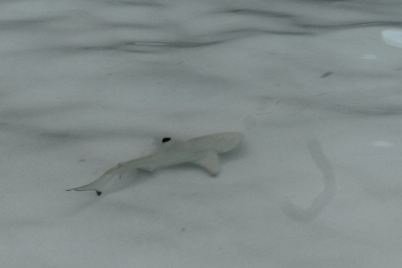 Junger Riffhai in den Wellen an der Maya Bay