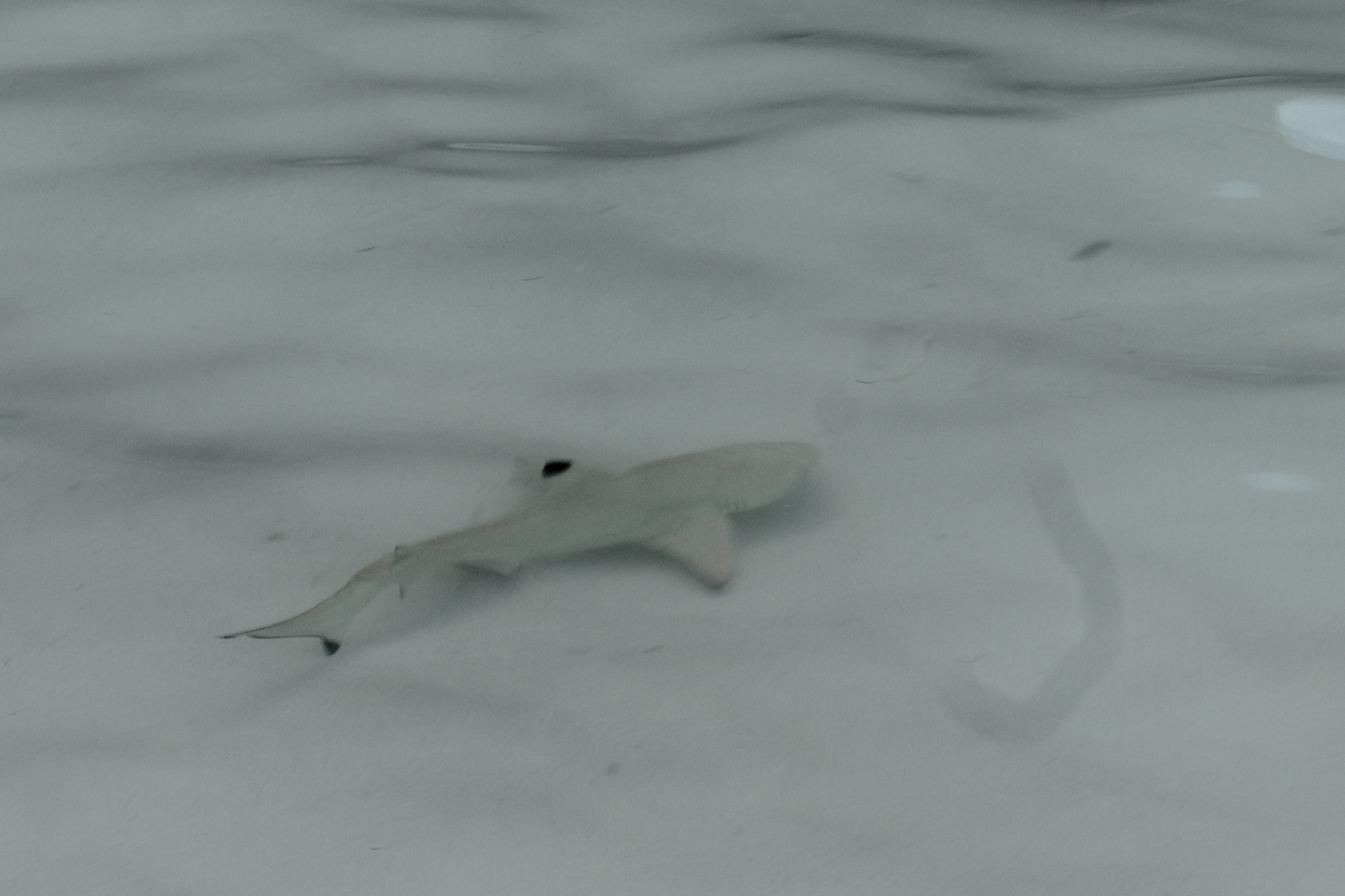 Junger Riffhai in den Wellen an der Maya Bay