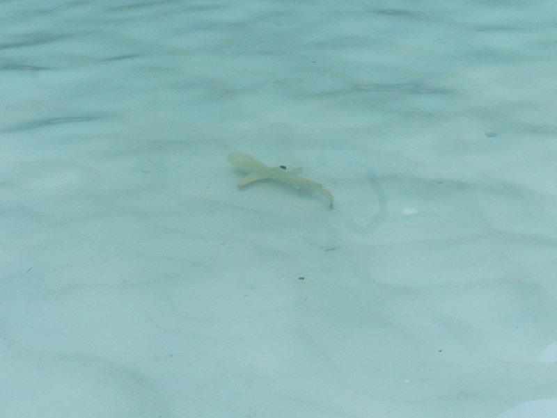 Junger Riffhai in den Wellen an der Maya Bay