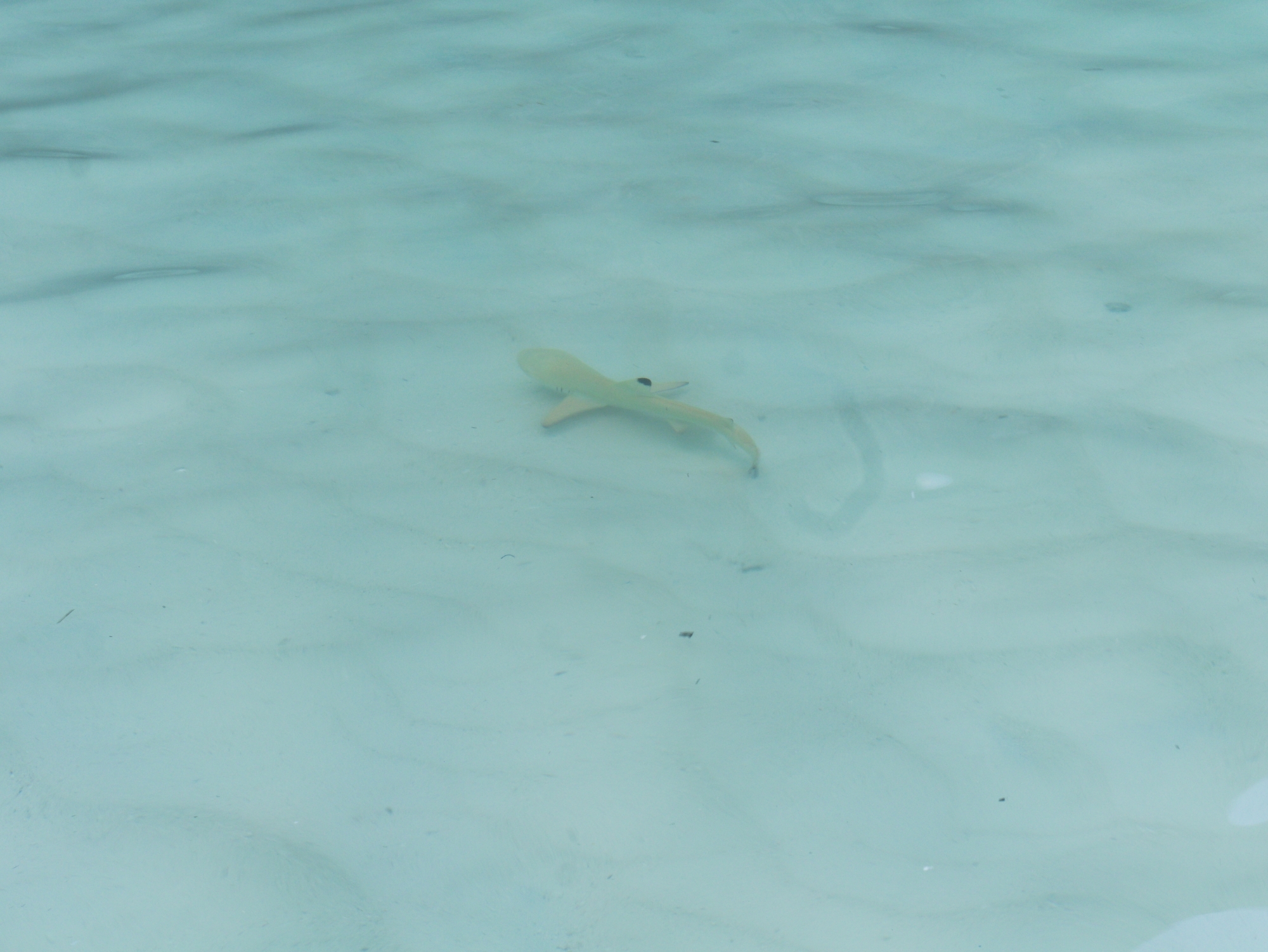 Junger Riffhai in den Wellen an der Maya Bay