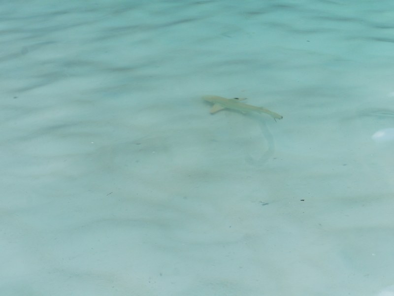 Junger Riffhai in den Wellen an der Maya Bay