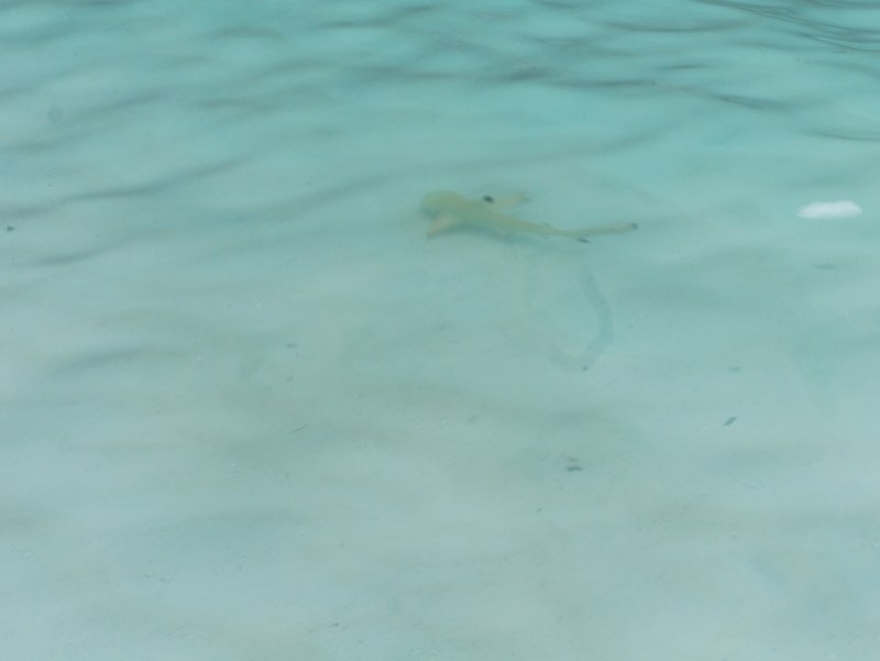 Junger Riffhai in den Wellen an der Maya Bay