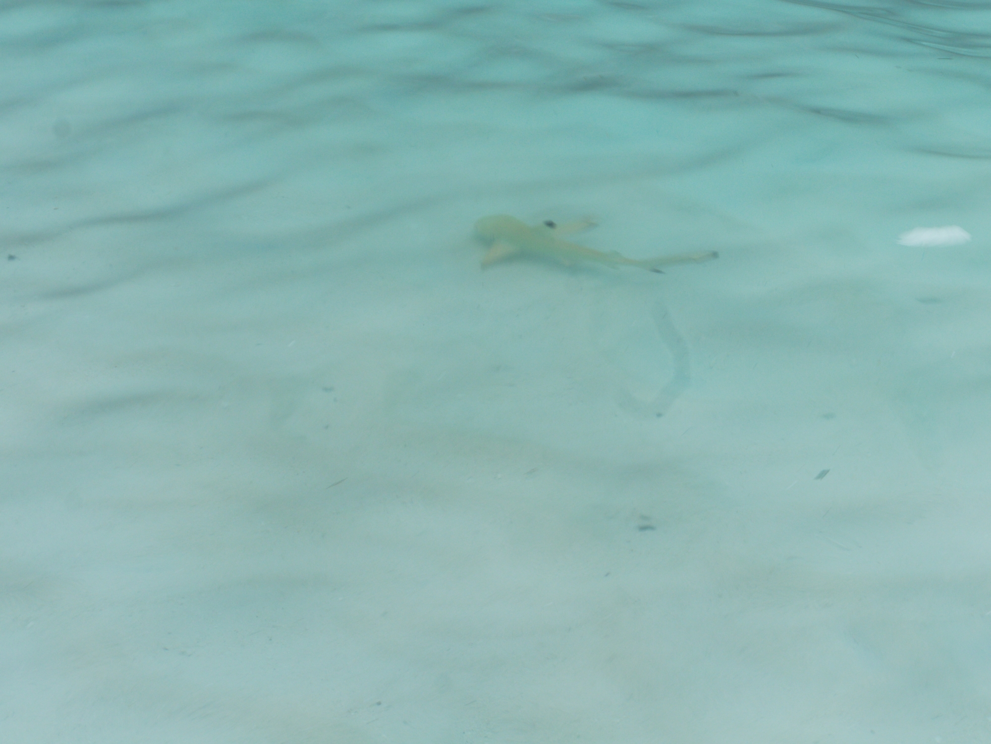 Junger Riffhai in den Wellen an der Maya Bay