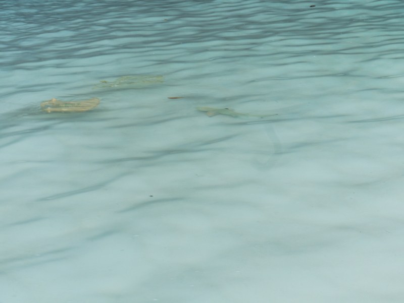 Junger Riffhai in den Wellen an der Maya Bay