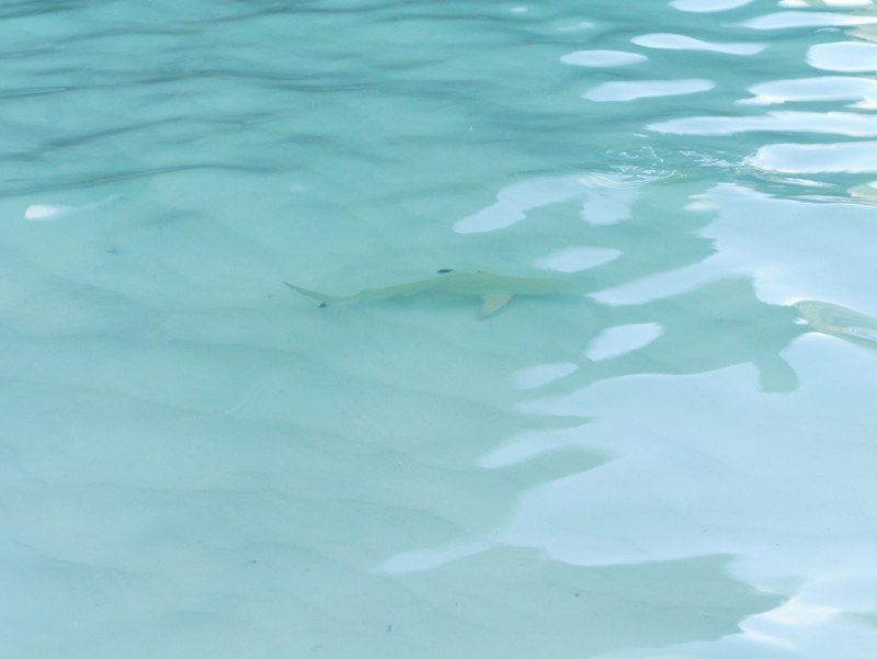 Junger Riffhai in den Wellen an der Maya Bay