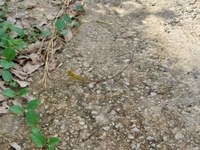 Reptil auf dem Weg