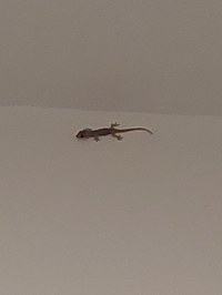 Gecko im Hotel