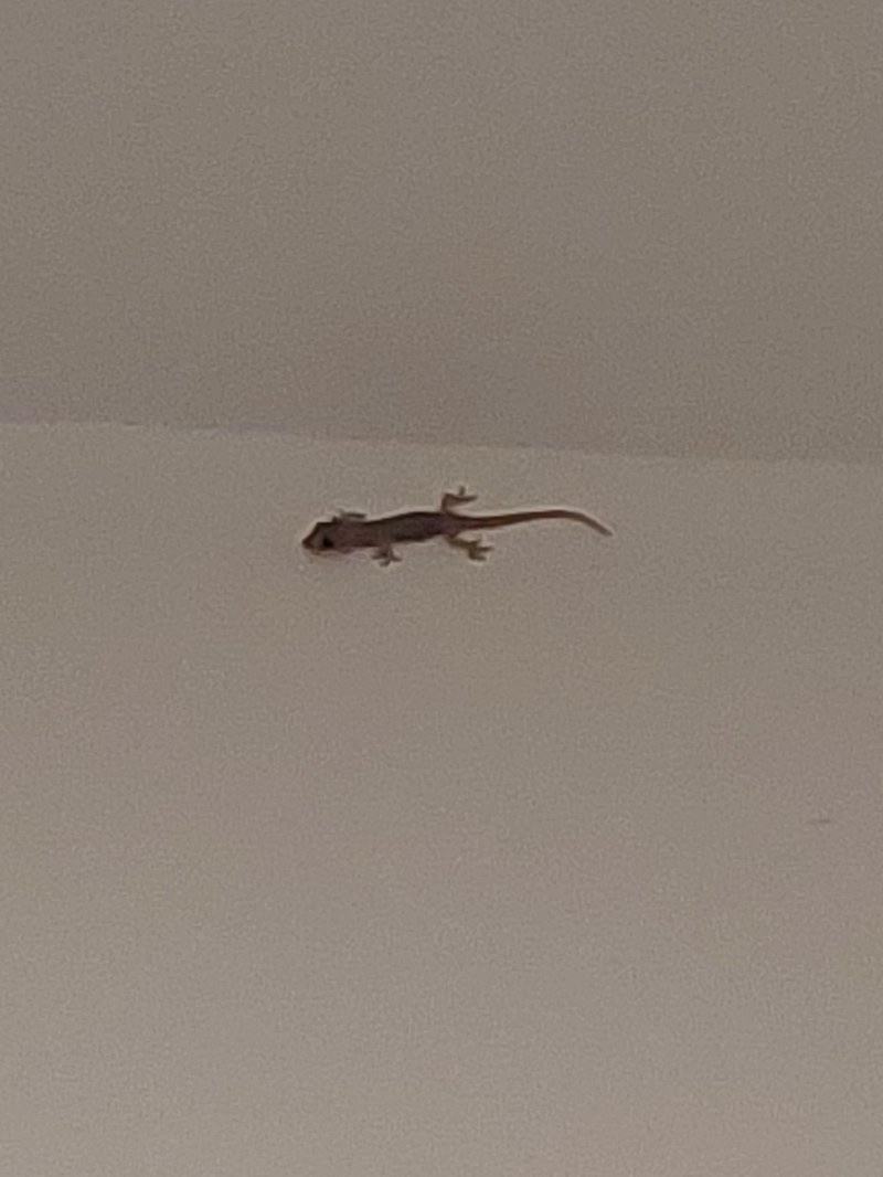 Gecko im Hotel