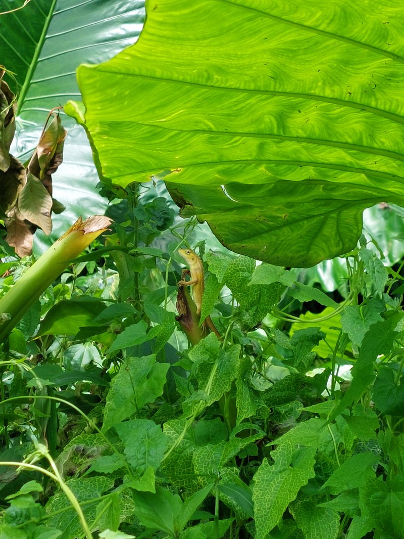 Kleiner, grüner Freund