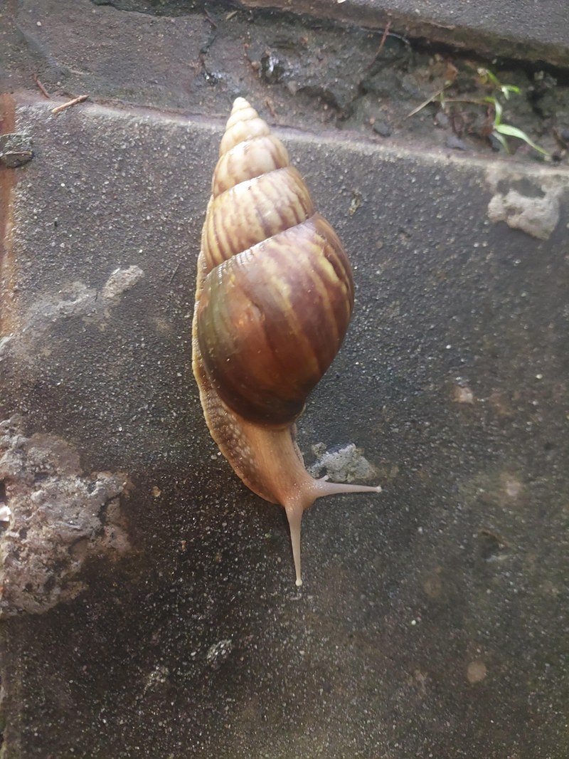 Riesenschnecke