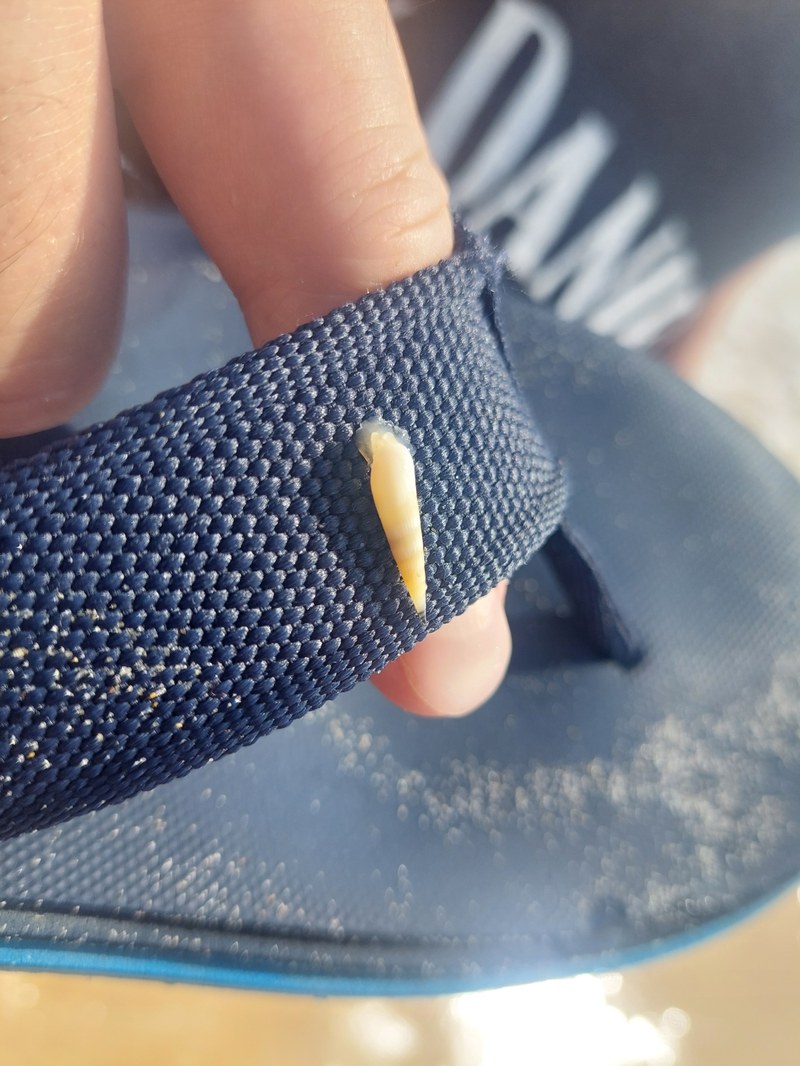 Kleine Meeresschnecke