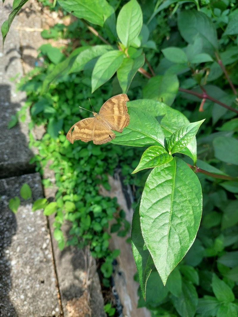 Kleiner Schmetterling