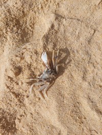 Krabbe am Strand