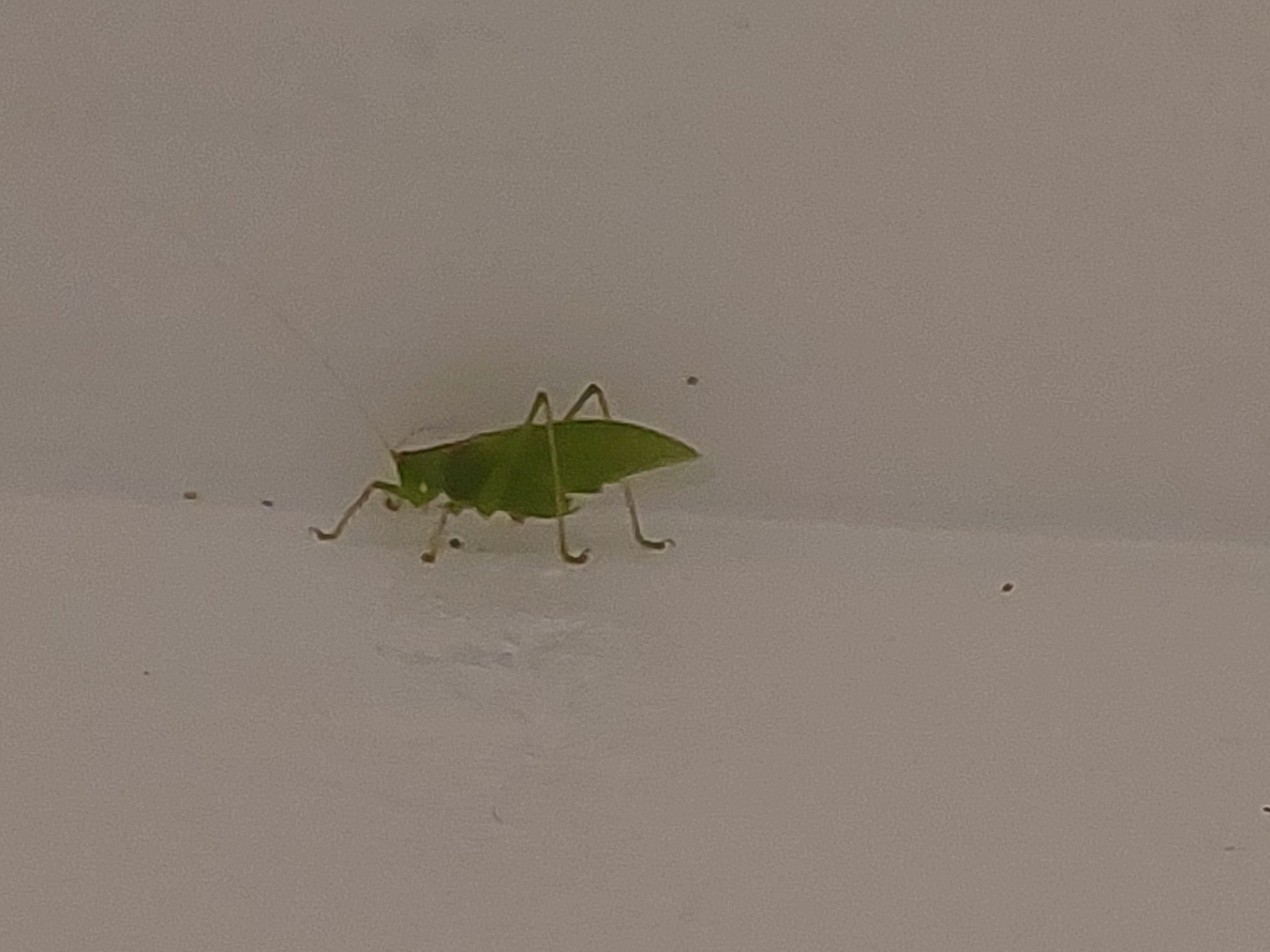 Grashüpfer an der Wand