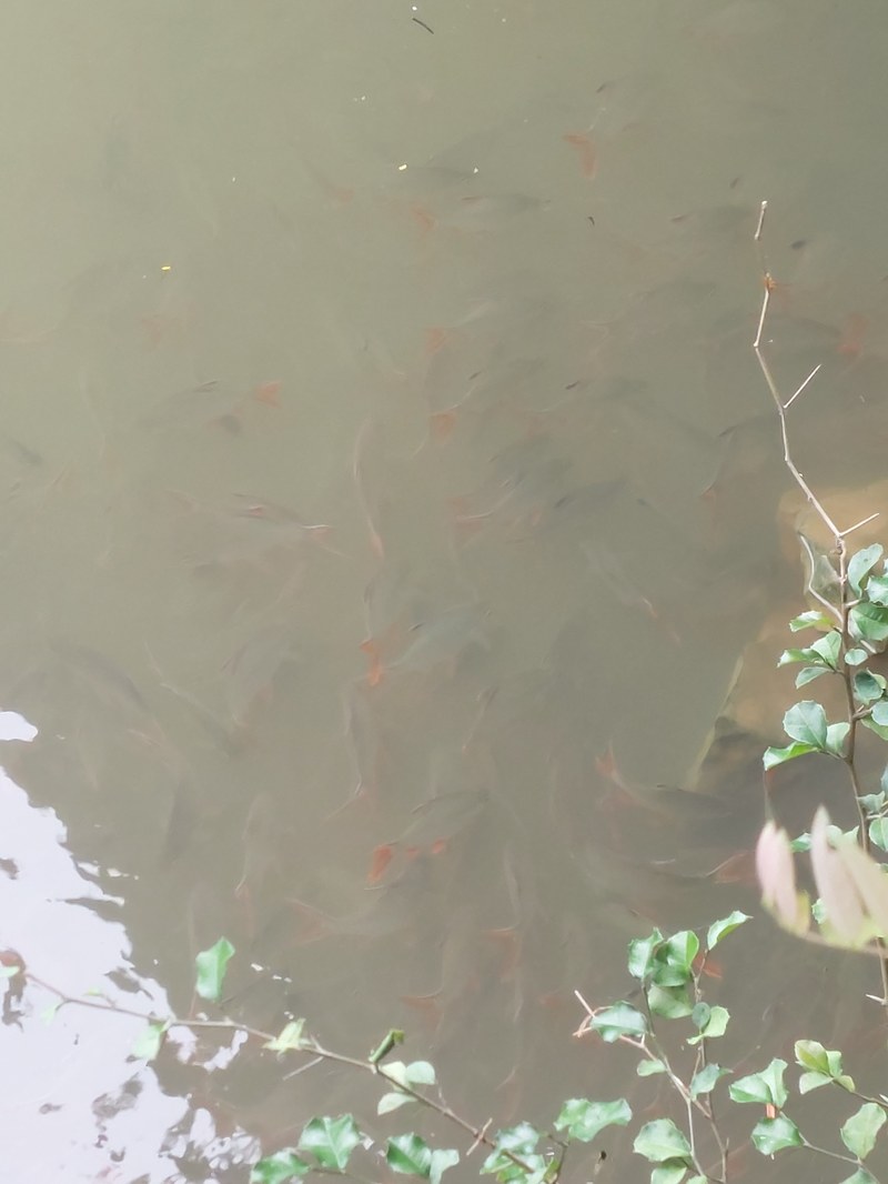 Fische beim füttern