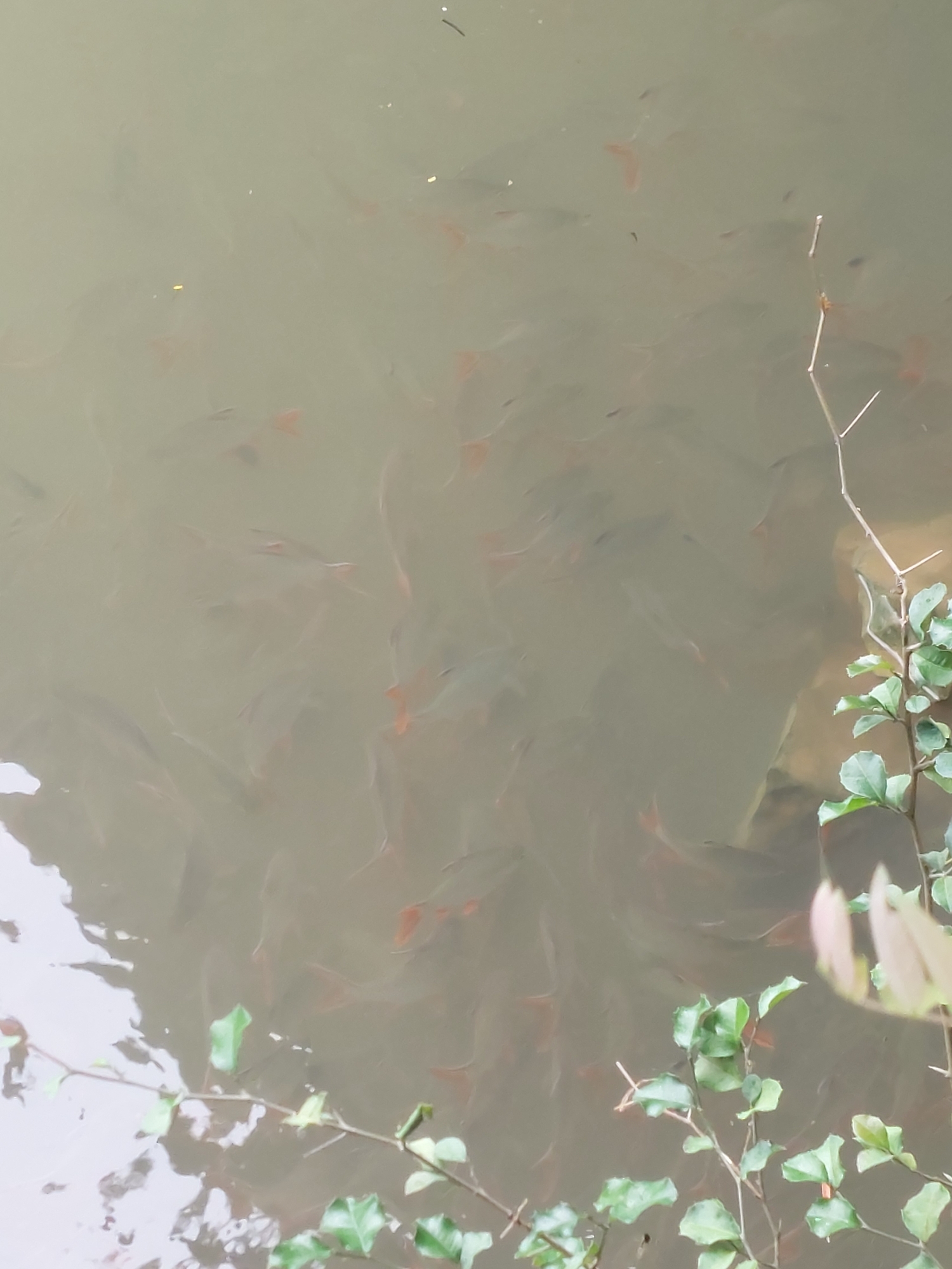 Fische beim füttern