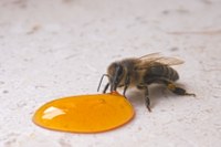 Kleine Honigbiene