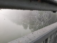 Spinnetz im Nebel