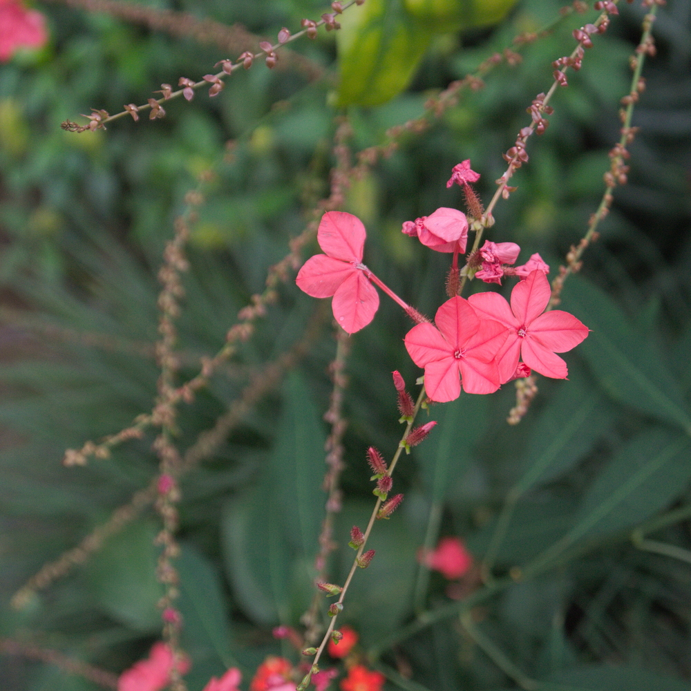 Botanischer Garten Ausgburg