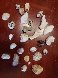 Meine Muschelsammlung