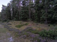 IMG_20250817_205418.jpg