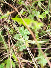 IMG_20250531_151217.jpg
