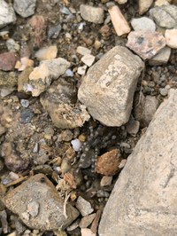 IMG_20250531_151547.jpg
