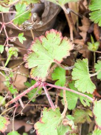IMG_20250531_163618.jpg