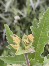 IMG_20250531_165652.jpg