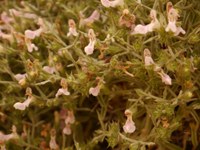P1130930.JPG