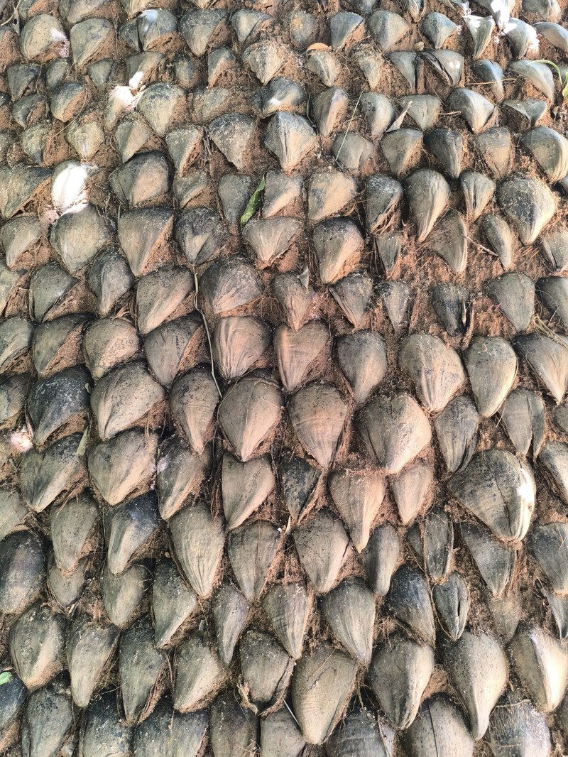 Beetbegrenzung aus Kokonüssen