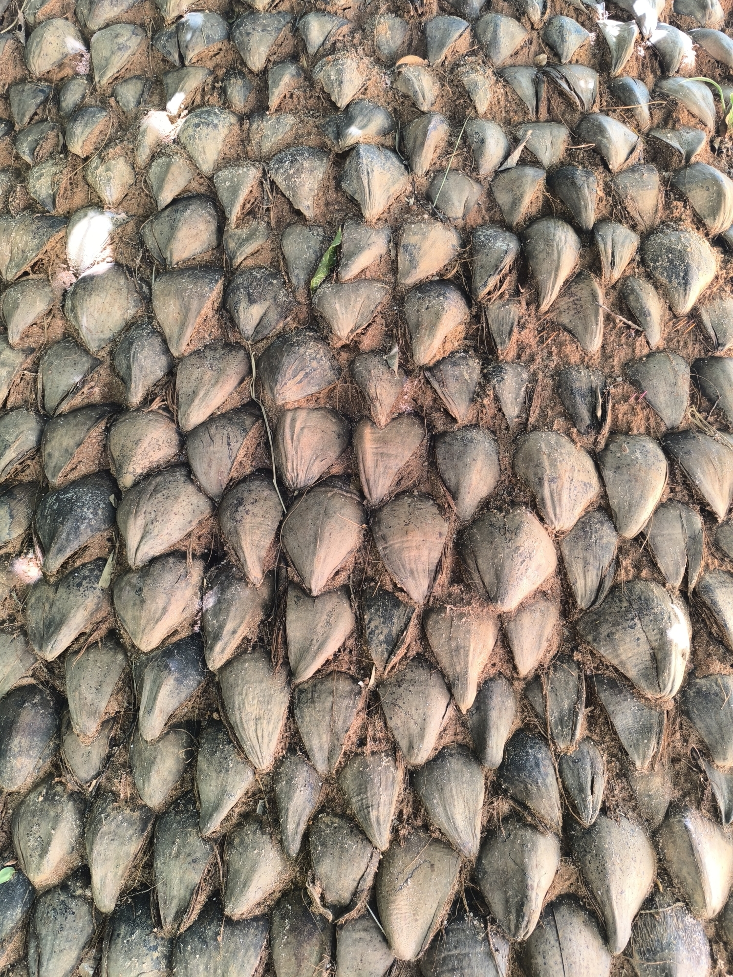 Beetbegrenzung aus Kokonüssen