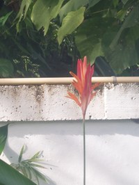 Pflanze am Straßenrand