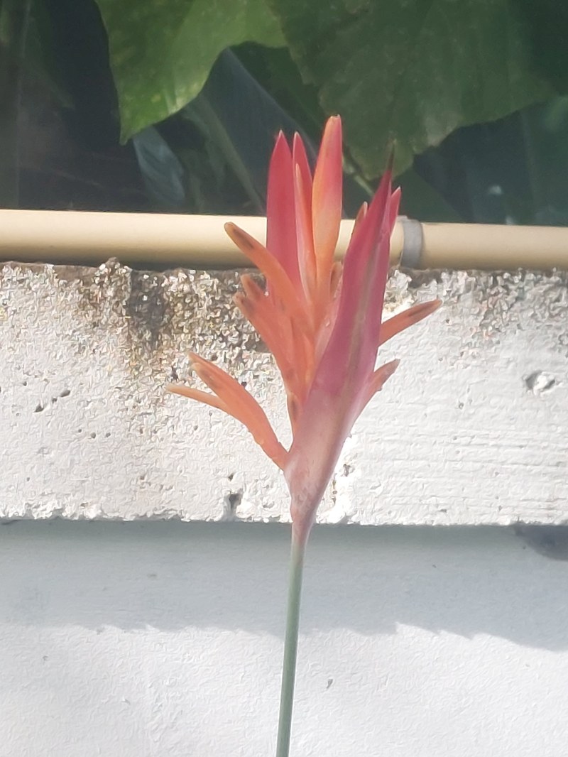 Pflanze am Straßenrand