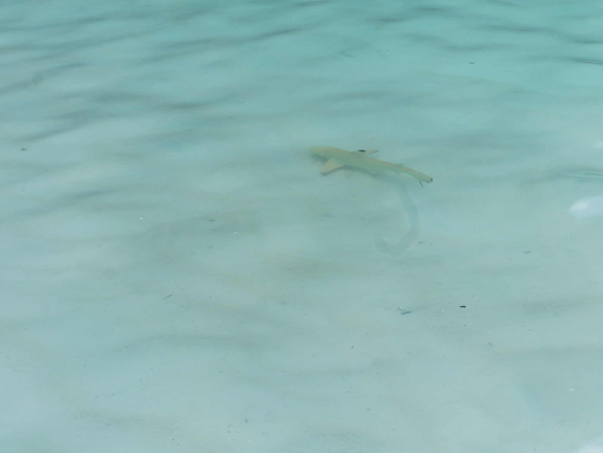 Junger Riffhai in den Wellen an der Maya Bay