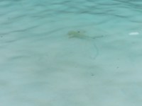 Junger Riffhai in den Wellen an der Maya Bay