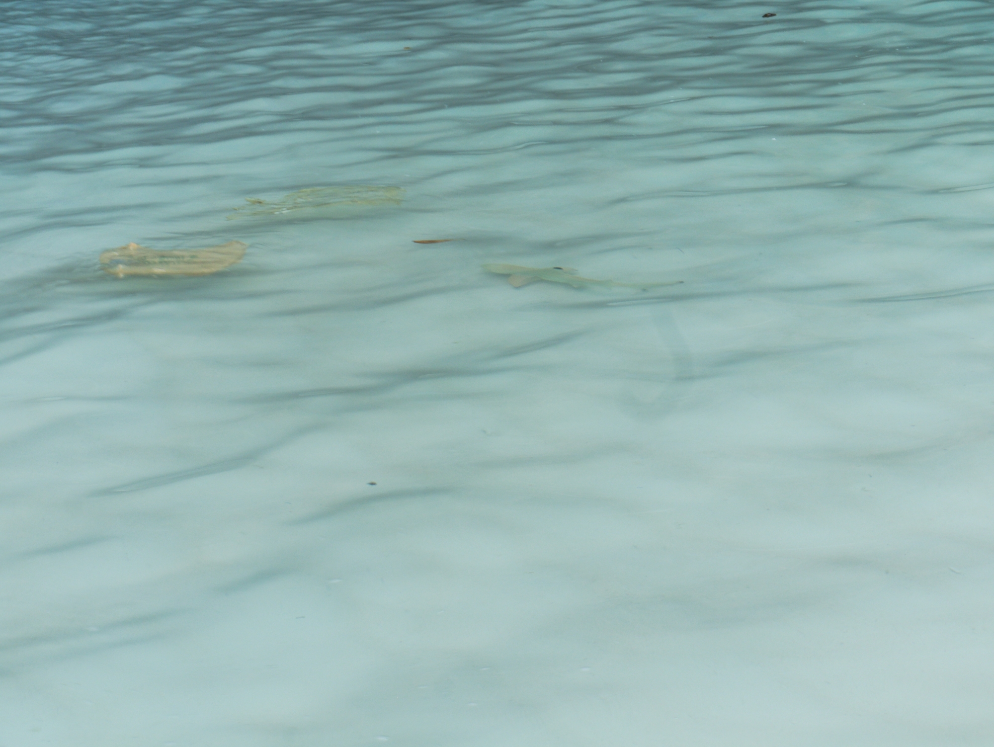 Junger Riffhai in den Wellen an der Maya Bay