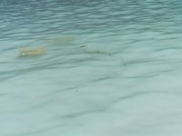 Junger Riffhai in den Wellen an der Maya Bay